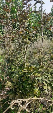 Fagus syl. 'Atropunicea' 100-125 cm met kluit geveerd