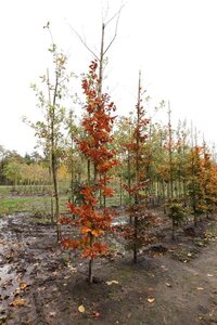 Fagus syl. 'Atropunicea' 10-12 Hoogstam draadkluit