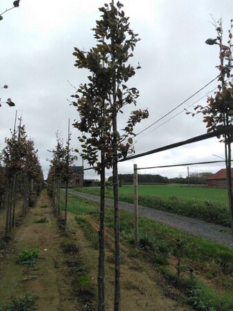 Fagus syl. 'Atropunicea' 10-12 Hoogstam wortelgoed - afbeelding 4