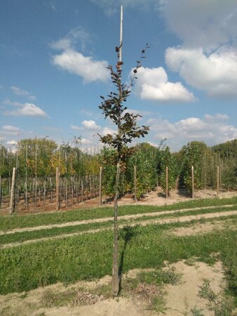 Fagus syl. 'Atropunicea' 10-12 Hoogstam wortelgoed - afbeelding 1