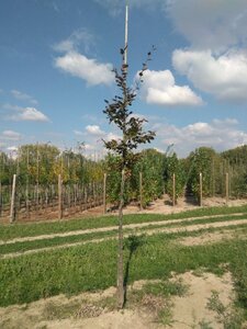 Fagus syl. 'Atropunicea' 10-12 Hoogstam wortelgoed