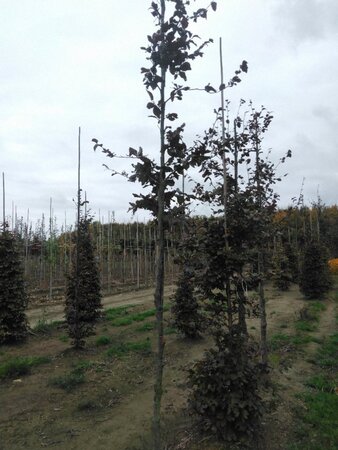 Fagus syl. 'Atropunicea' 10-12 Hoogstam wortelgoed - afbeelding 2