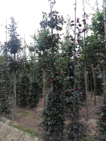 Fagus syl. 'Atropunicea' 12-14 cm wortelgoed geveerd 2 X verplant - afbeelding 3