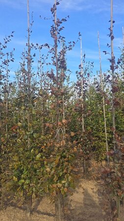 Fagus syl. 'Atropunicea' 12-14 cm wortelgoed geveerd 2 X verplant - afbeelding 1