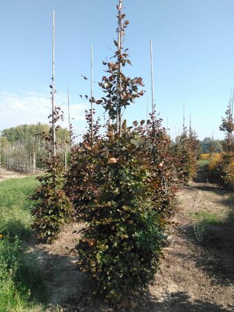 Fagus syl. 'Atropunicea' 12-14 cm BR feathered 2 X V - image 2