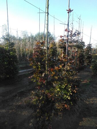 Fagus syl. 'Atropunicea' 125-150 cm wortelgoed geveerd