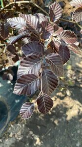 Fagus syl. 'Atropunicea' 14-16 cm draadkluit geveerd 3 X verplant - afbeelding 5