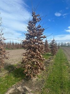 Fagus syl. 'Atropunicea' 14-16 cm draadkluit geveerd 3 X verplant - afbeelding 2