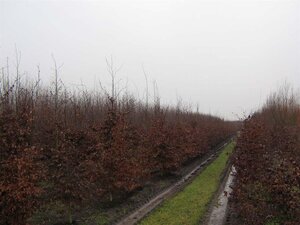 Fagus syl. 'Atropunicea' 14-16 cm draadkluit geveerd 3 X verplant - afbeelding 3