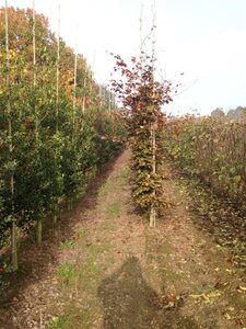Fagus syl. 'Atropunicea' 14-16 cm draadkluit geveerd 3 X verplant - afbeelding 4