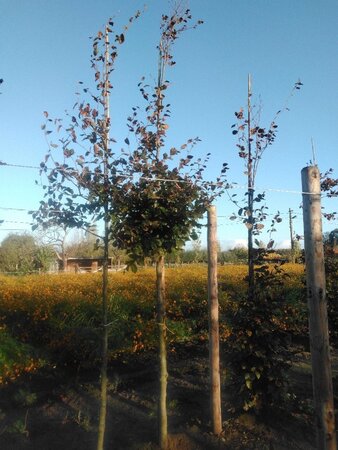 Fagus syl. 'Atropunicea' 16-18 Hoogstam draadkluit 3 X verplant - afbeelding 2
