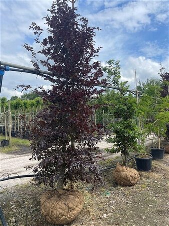 Fagus syl. 'Atropunicea' 16-18 STA WRB 3 X V - image 3