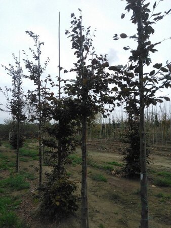 Fagus syl. 'Atropunicea' 16-18 STA WRB 3 X V - image 1