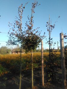 Fagus syl. 'Atropunicea' 16-18 STA WRB 3 X V - image 2