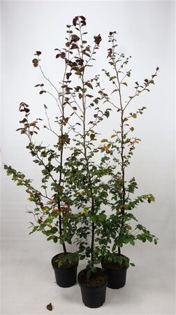 Fagus syl. 'Atropunicea' 175-200 cm cont. 7,5L
