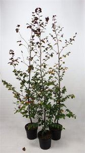 Fagus syl. 'Atropunicea' 175-200 cm cont. 7,5L