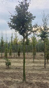 Fagus syl. 'Atropunicea' 18-20 Hoogstam draadkluit 3 X verplant