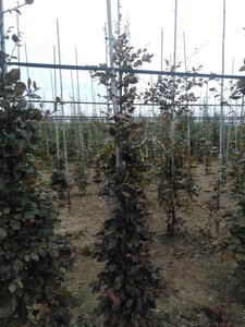Fagus syl. 'Atropunicea' 200-250 cm met kluit geveerd - afbeelding 2