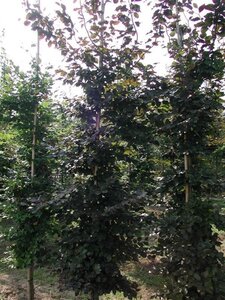 Fagus syl. 'Atropunicea' 200-250 cm met kluit geveerd