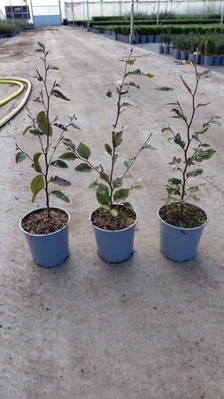 Fagus syl. 'Atropunicea' 40-60 cm cont. 2,5L - afbeelding 2