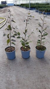 Fagus syl. 'Atropunicea' 40-60 cm cont. 2,5L - afbeelding 2