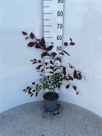 Fagus syl. 'Atropunicea' 40-60 cm cont. 2,5L - afbeelding 2
