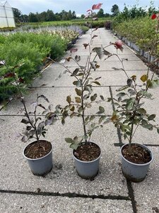 Fagus syl. 'Atropunicea' 40-60 cm cont. 2,5L - afbeelding 3