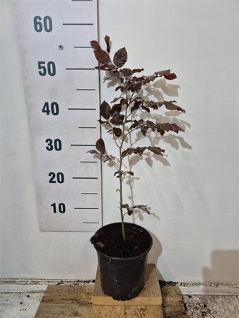Fagus syl. 'Atropunicea' 40-60 cm cont. 2,5L - afbeelding 1