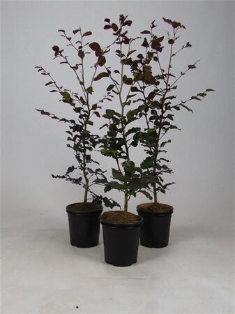Fagus syl. 'Atropunicea' 40-60 cm cont. 2,5L - afbeelding 1