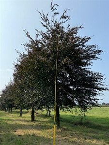 Fagus syl. 'Atropunicea' 70-80 HO draadkluit