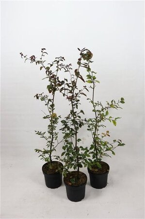 Fagus syl. 'Atropunicea' 80-100 cm cont. 5,0L - image 1