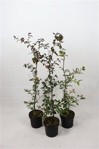 Fagus syl. 'Atropunicea' 80-100 cm cont. 5,0L