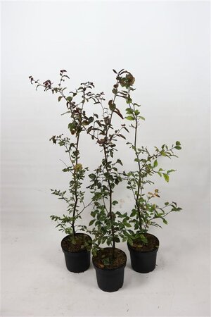 Fagus syl. 'Atropunicea' 80-100 cm cont. 5,0L