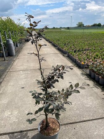 Fagus syl. 'Atropunicea' 80-100 cm cont. 5,0L