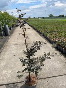 Fagus syl. 'Atropunicea' 80-100 cm cont. 5,0L