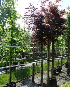 Fagus syl. 'Atropunicea' 8-10 Hoogstam draadkluit - afbeelding 2