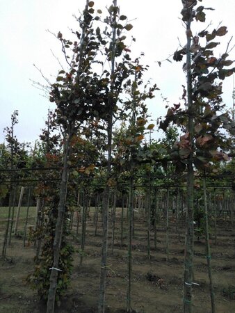 Fagus syl. 'Atropunicea' 8-10 Hoogstam wortelgoed