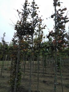 Fagus syl. 'Atropunicea' 8-10 Hoogstam wortelgoed
