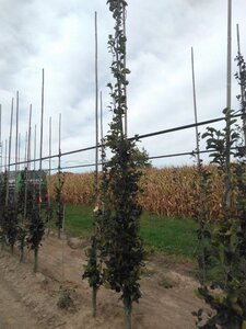 Fagus syl. 'Dawyck' 10-12 cm met kluit geveerd