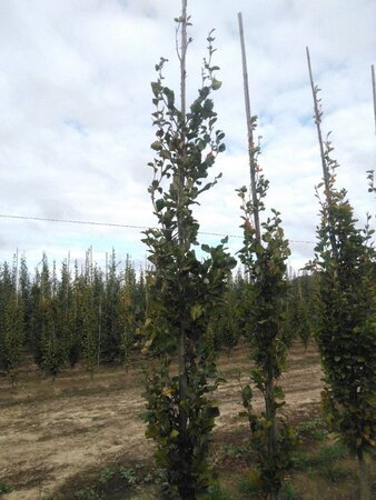 Fagus syl. 'Dawyck' 10-12 cm met kluit geveerd - afbeelding 2