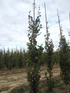 Fagus syl. 'Dawyck' 10-12 cm met kluit geveerd - afbeelding 2