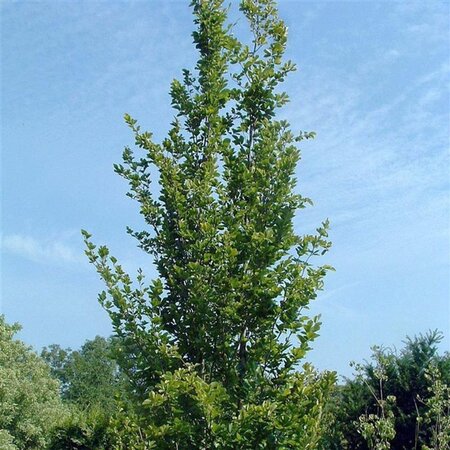 Fagus syl. 'Dawyck' 200-250 cm met kluit geveerd - afbeelding 3