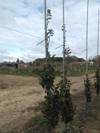 Fagus syl. 'Dawyck' 200-250 cm met kluit geveerd - afbeelding 1