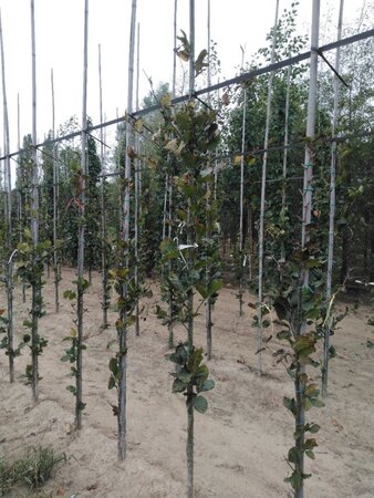 Fagus syl. 'Dawyck' 200-250 cm met kluit geveerd - afbeelding 2