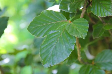 Fagus syl. 'Dawyck' 20-25 Hoogstam draadkluit voorgeleid - afbeelding 1