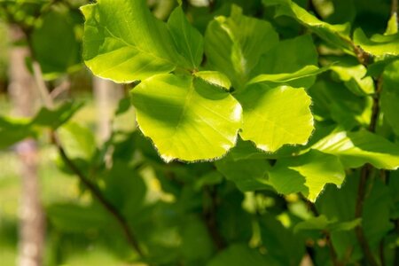 Fagus syl. 'Dawyck' 20-25 Hoogstam draadkluit voorgeleid - afbeelding 2