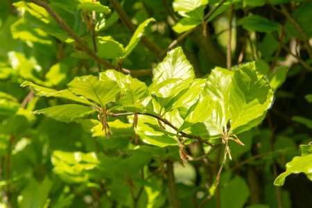 Fagus syl. 'Dawyck' 20-25 Hoogstam draadkluit voorgeleid - afbeelding 3