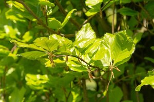 Fagus syl. 'Dawyck' 20-25 Hoogstam draadkluit voorgeleid - afbeelding 3