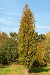 Fagus syl. 'Dawyck' 20-25 Hoogstam draadkluit voorgeleid - afbeelding 4
