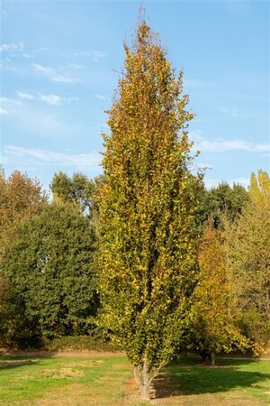 Fagus syl. 'Dawyck' 250-300 cm met kluit - afbeelding 4